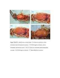 Attēlu rezultāti vaicājumam “Epirranthis diversata imago”