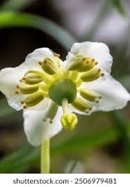 Attēlu rezultāti vaicājumam “Moneses uniflora fruit”