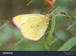 Attēlu rezultāti vaicājumam “Colias palaeno”