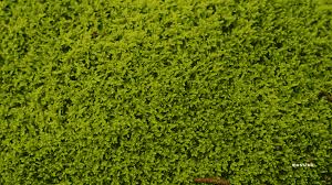 Attēlu rezultāti vaicājumam “Racomitrium canescens sporophyte”