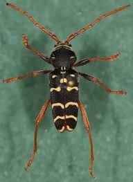 Attēlu rezultāti vaicājumam “Plagionotus detritus”