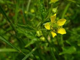 Image result for Geum urbanum