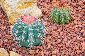Image result for Cactaceae