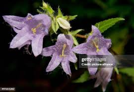 Attēlu rezultāti vaicājumam “Campanula trachelium flower”