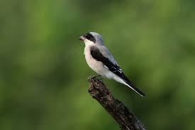 Image result for Lanius minor