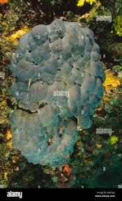 Attēlu rezultāti vaicājumam “Spongia”