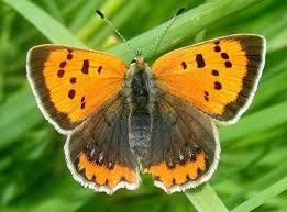 Attēlu rezultāti vaicājumam “Lycaena phlaeas underside”
