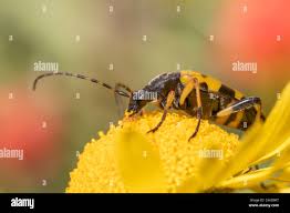 Attēlu rezultāti vaicājumam “Pseudovadonia livida”