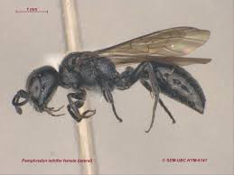 Attēlu rezultāti vaicājumam “Crabronidae”