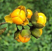 Attēlu rezultāti vaicājumam “Celastrus flagellaris”