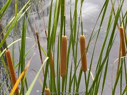 Attēlu rezultāti vaicājumam “Typha latifolia fruit”