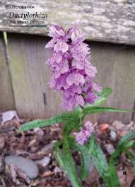 Attēlu rezultāti vaicājumam “Dactylorhiza ochroleuca leaf”