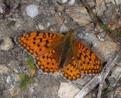 Attēlu rezultāti vaicājumam “Argynnis niobe”