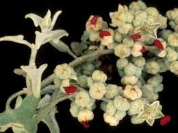 Attēlu rezultāti vaicājumam “Chenopodiaceae”