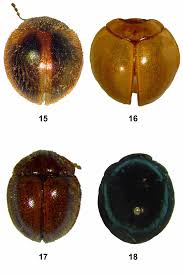 Attēlu rezultāti vaicājumam “Endomychidae”