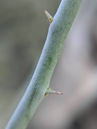 Attēlu rezultāti vaicājumam “Stemonitis pallida var. rubescens stalked”