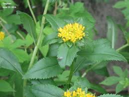 Attēlu rezultāti vaicājumam “Sedum aizoon”