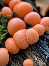 Attēlu rezultāti vaicājumam “Lycogala epidendrum aggr. macro”