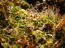 Attēlu rezultāti vaicājumam “Fossombronia foveolata spores”