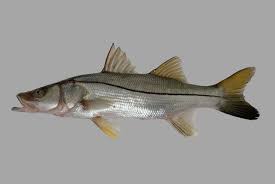 Image result for Centropomus undecimalis