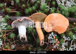 Attēlu rezultāti vaicājumam “Gomphidius roseus”