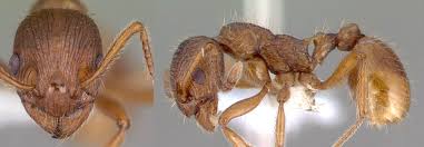 Attēlu rezultāti vaicājumam “Myrmica rubra”
