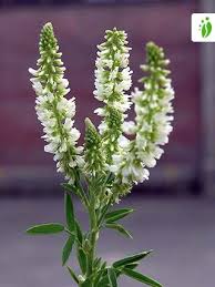 Attēlu rezultāti vaicājumam “Melilotus”