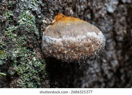 Attēlu rezultāti vaicājumam “Phellinus ferrugineofuscus”