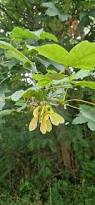 Attēlu rezultāti vaicājumam “Acer pseudoplatanus fruit”