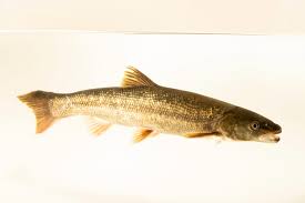 Image result for Ptychocheilus grandis