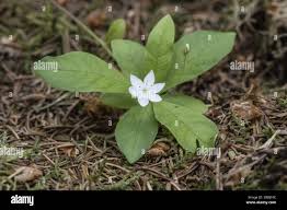 Attēlu rezultāti vaicājumam “Trientalis europaea fruit”