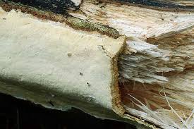 Attēlu rezultāti vaicājumam “Perenniporia subacida”