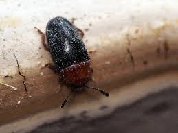 Attēlu rezultāti vaicājumam “Triplax russica”