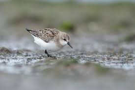 Image result for Calidris ruficollis