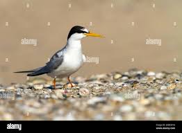 Attēlu rezultāti vaicājumam “Sternula albifrons”