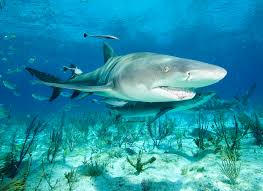 Image result for Negaprion brevirostris