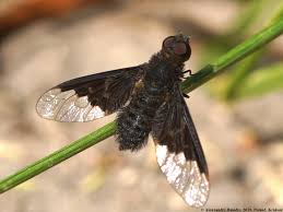 Attēlu rezultāti vaicājumam “Hemipenthes morio”