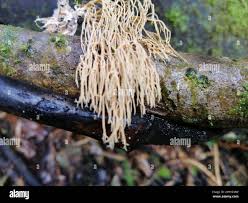 Attēlu rezultāti vaicājumam “Lentaria sp.”