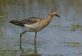 Attēlu rezultāti vaicājumam “Philomachus pugnax”