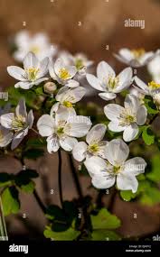 Attēlu rezultāti vaicājumam “Isopyrum thalictroides flower”
