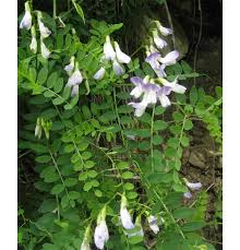 Attēlu rezultāti vaicājumam “Vicia sylvatica”