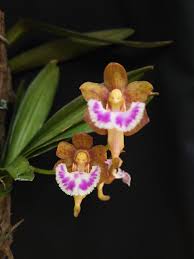 Attēlu rezultāti vaicājumam “Pseudotaxiphyllum elegans macro”