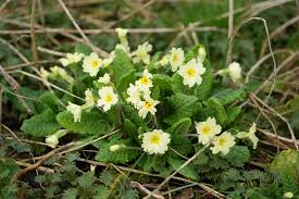 Attēlu rezultāti vaicājumam “Primula”