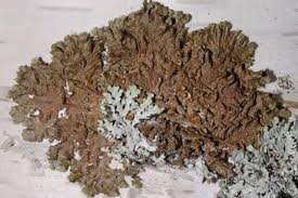 Attēlu rezultāti vaicājumam “Melanohalea olivacea”