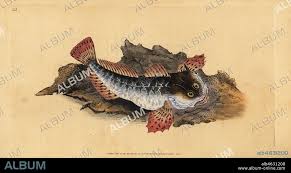 Image result for Myoxocephalus scorpius