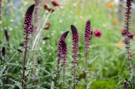 Attēlu rezultāti vaicājumam “Lysimachia punctata flower”