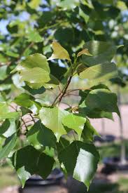 Attēlu rezultāti vaicājumam “Populus x canadensis”