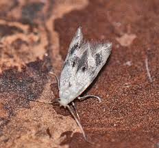 Attēlu rezultāti vaicājumam “Elachista maculicerusella”