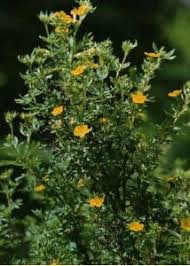 Attēlu rezultāti vaicājumam “Pentaphylloides fruticosa”