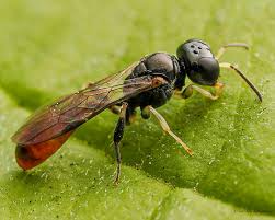 Attēlu rezultāti vaicājumam “Crabronidae”